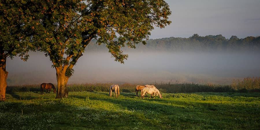 Natur Usedom