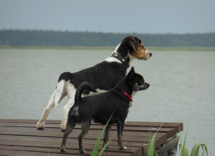 Pirat Zorro mit Gästehund