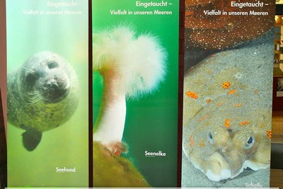 Wanderausstellung „Vielfalt in unseren Meeren“ macht Station in Usedom