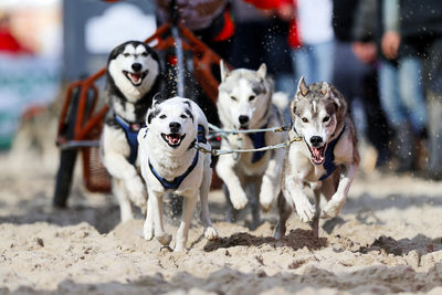4er Schlittenhundegespann © ExperiArts Entertainment - Stefan Stuhr