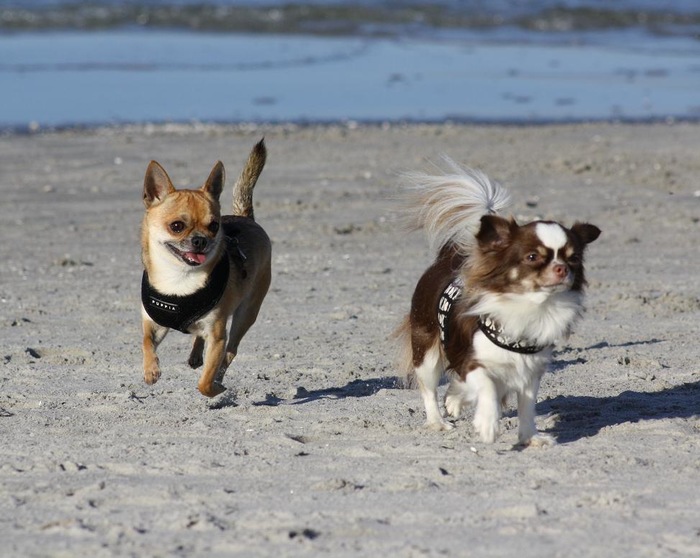 Urlaub mit Hund exklusiv usedom